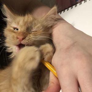 Meet your Posher, Annabella